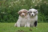 BERGER AUSTRALIEN PUPPIES 831